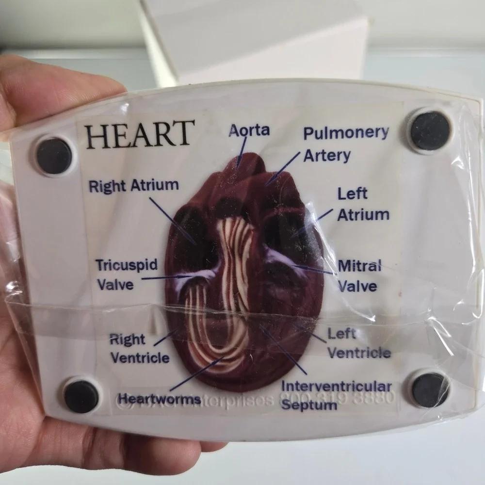 Banfield Heart Model Anatomical Model with Labels Veterinary Dog‎ Cat